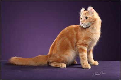 American Curl -  BR* Aruak Curl Mereen - Foto 02