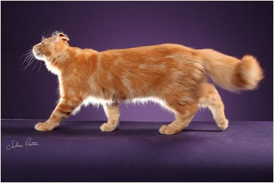 American Curl -  BR* Aruak Curl Mereen - Foto 03