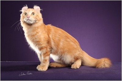 American Curl -  BR* Aruak Curl Mereen - Foto 05