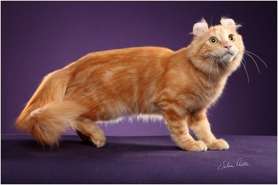 American Curl -  BR* Aruak Curl Mereen - Foto 06