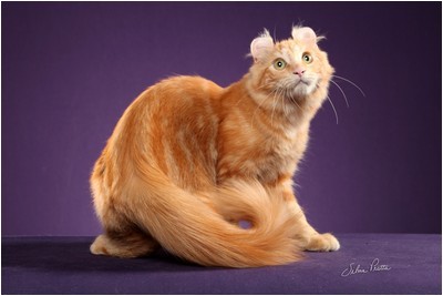 American Curl -  BR* Aruak Curl Mereen - Foto 07