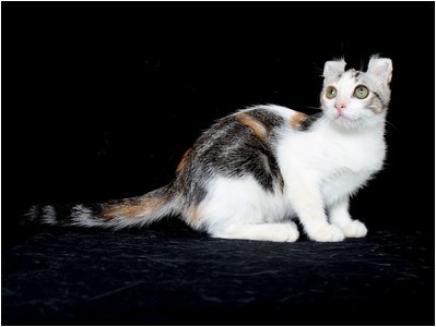 American Curl - BR* Aruak Curl Kamille - Foto 02