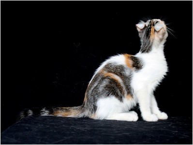 American Curl - BR* Aruak Curl Kamille - Foto 03