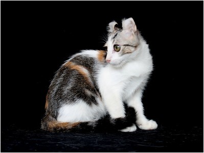 American Curl - BR* Aruak Curl Kamille - Foto 06