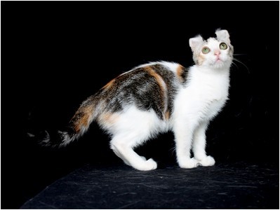 American Curl - BR* Aruak Curl Kamille - Foto 07