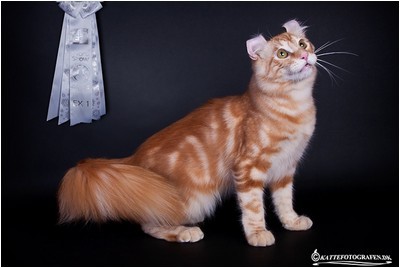 American Curl - NW, CH, BR* Aruak Mordred, JW