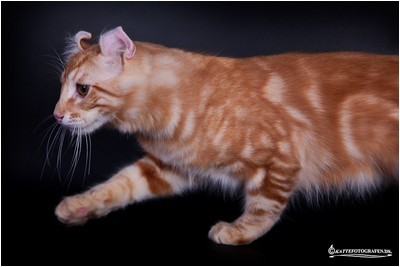 American Curl - NW, CH, BR* Aruak Mordred, JW - Foto 03