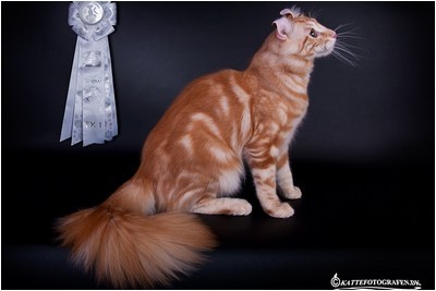 American Curl - NW, CH, BR* Aruak Mordred, JW - Foto 04