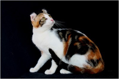 American Curl - BR* Aruak Curl Candy - Foto 02