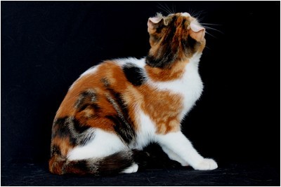 American Curl - BR* Aruak Curl Candy - Foto 06